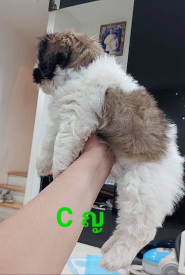 ชิสุห์ รูปที่ 3