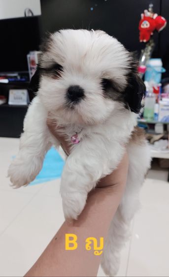 ชิสุห์ รูปที่ 13