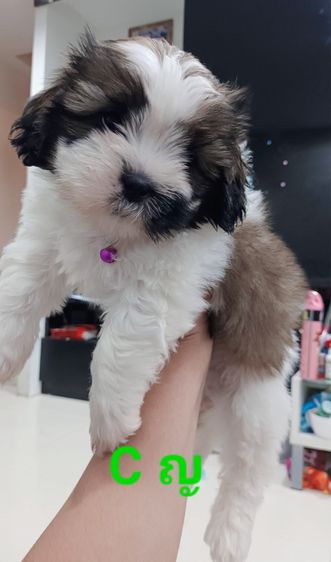 ชิสุห์ รูปที่ 5