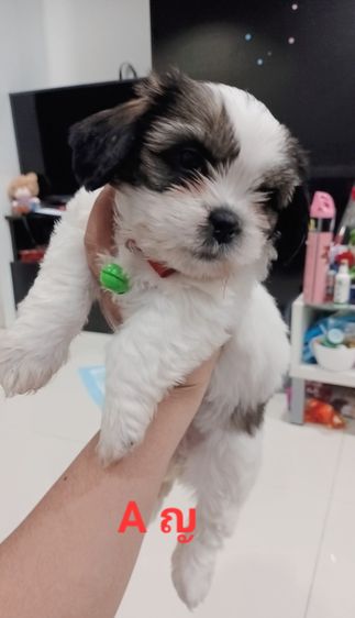 ชิสุห์ รูปที่ 17