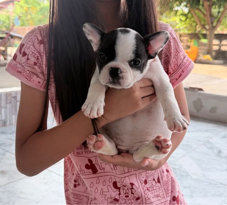 เฟรนบูด็อกสองเดือนเพศเมีย รูปที่ 2