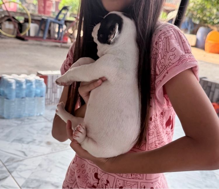 เฟรนบูด็อกสองเดือนเพศเมีย รูปที่ 4