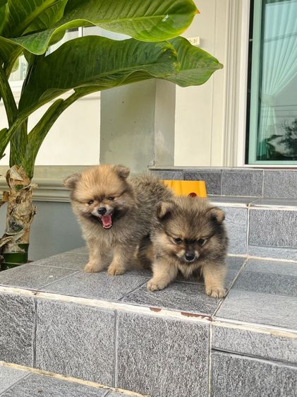 สุนัขปอมเมอเรเนียน รูปที่ 4