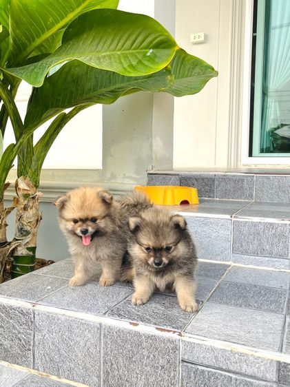 สุนัขปอมเมอเรเนียน รูปที่ 5