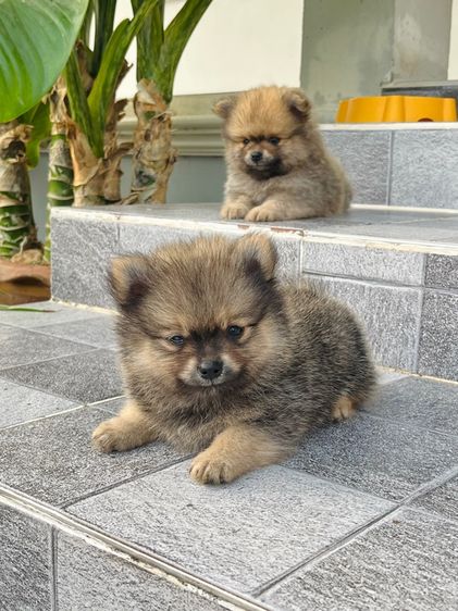 สุนัขปอมเมอเรเนียน รูปที่ 6