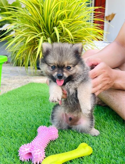 สุนัขปอมเมอเรเนียน รูปที่ 3