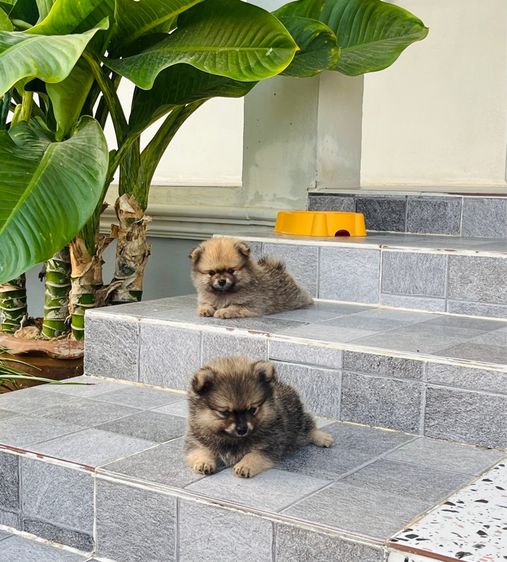 สุนัขปอมเมอเรเนียน รูปที่ 7