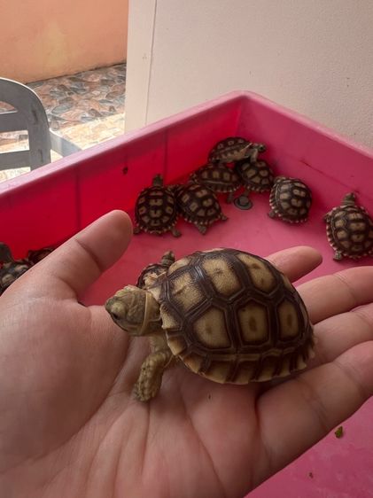 ลูกเต่าบกซูคาต้า (Sulcata Tortoise) รูปที่ 8