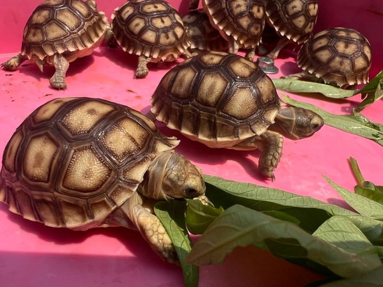 ลูกเต่าบกซูคาต้า (Sulcata Tortoise) รูปที่ 5