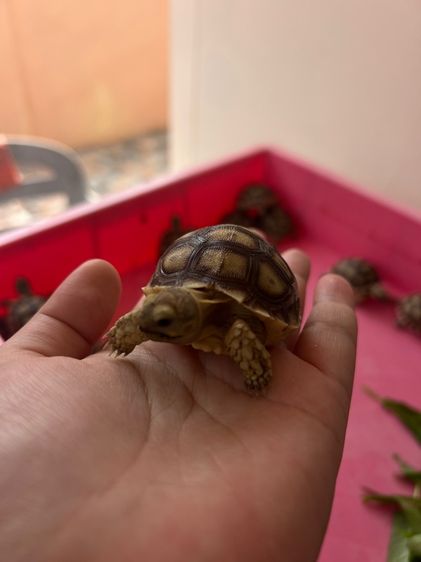 ลูกเต่าบกซูคาต้า (Sulcata Tortoise) รูปที่ 6
