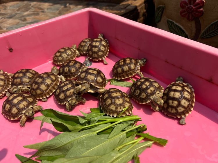 ลูกเต่าบกซูคาต้า (Sulcata Tortoise) รูปที่ 3