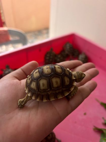 ลูกเต่าบกซูคาต้า (Sulcata Tortoise) รูปที่ 9