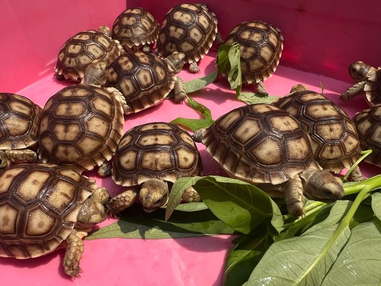 ลูกเต่าบกซูคาต้า (Sulcata Tortoise) รูปที่ 4