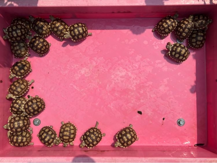 ลูกเต่าบกซูคาต้า (Sulcata Tortoise)