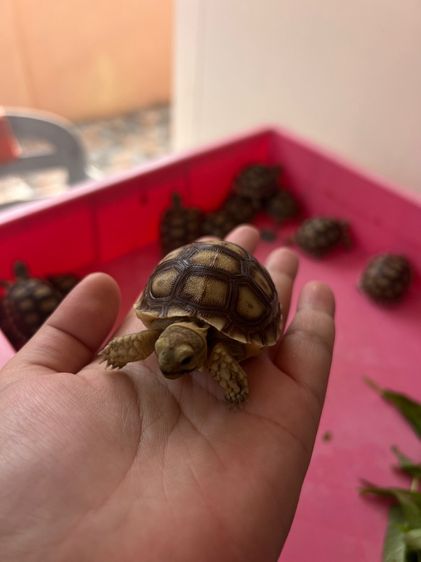 ลูกเต่าบกซูคาต้า (Sulcata Tortoise) รูปที่ 7