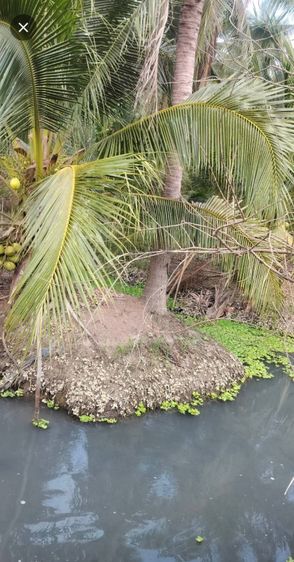 ขายด่วน เจ้าของขายเอง  สวนมะพร้าว ราชบุรี พร้อมบ้าน 1 หลัง รูปที่ 3