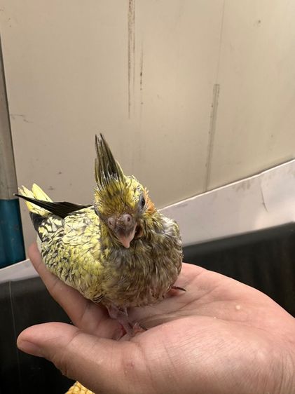 นกค็อกคาเทล รูปที่ 4