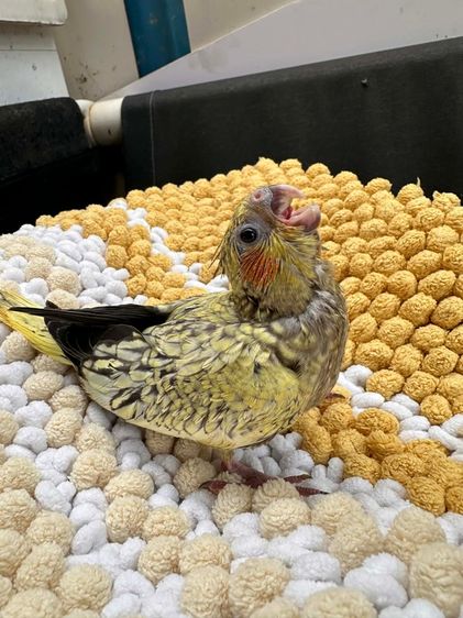 คอกคาเทล นกค็อกคาเทล