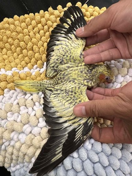 นกค็อกคาเทล รูปที่ 3