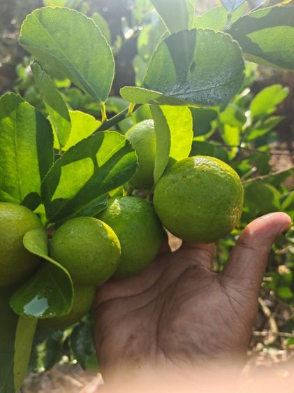 ตกแต่งครบ 2019 ใช่ บ้านสวนที่ดีที่สุดในยุคนี้​ อ.พร้าว​ จ.เชียงใหม่​  รูปที่ 2
