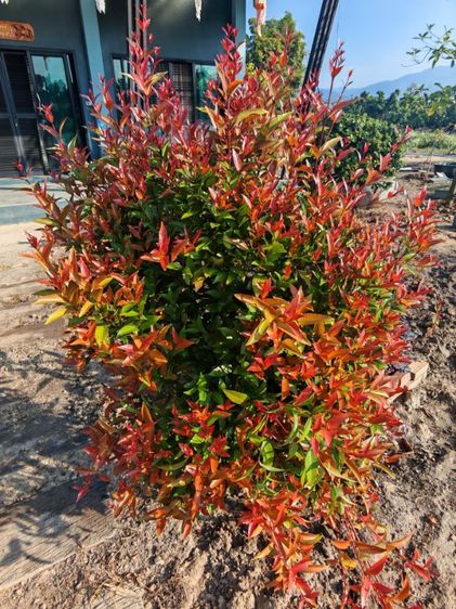 ตกแต่งครบ 2019 ใช่ บ้านสวนที่ดีที่สุดในยุคนี้​ อ.พร้าว​ จ.เชียงใหม่​  รูปที่ 4