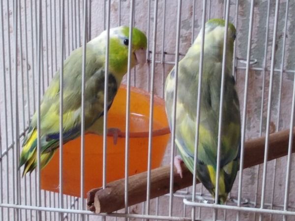 ฟอพัสคู่และผู้พร้อมทำ รูปที่ 2