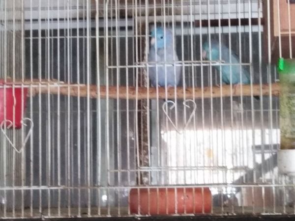 ฟอพัสคู่และผู้พร้อมทำ รูปที่ 6