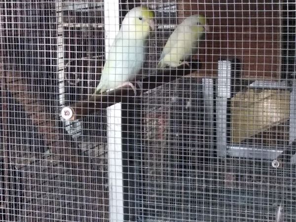 ฟอพัสคู่และผู้พร้อมทำ รูปที่ 5