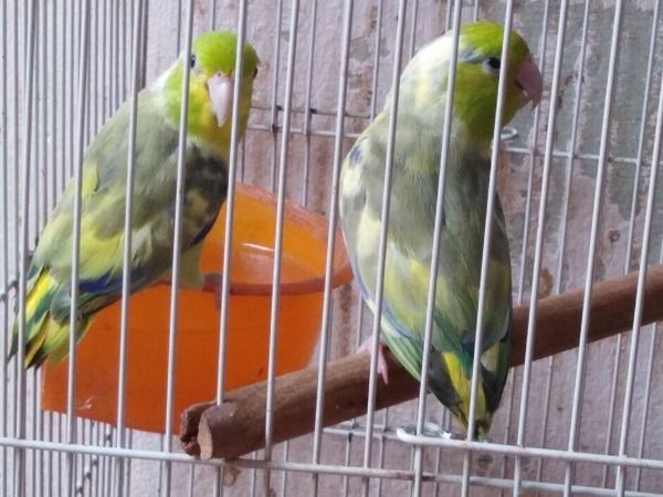 เเก้ว ฟอพัสคู่และผู้พร้อมทำ
