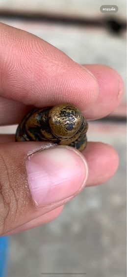 รูปหล่อหลวงพ่อเงิน รูปที่ 6