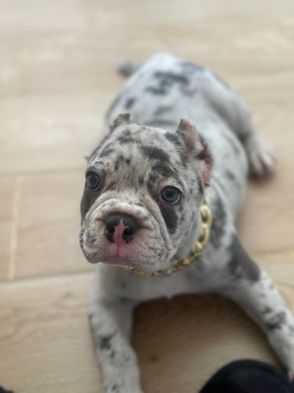 หมา อเมริกันบูลี่ (พ็อคเกต) ผู้ รูปที่ 2