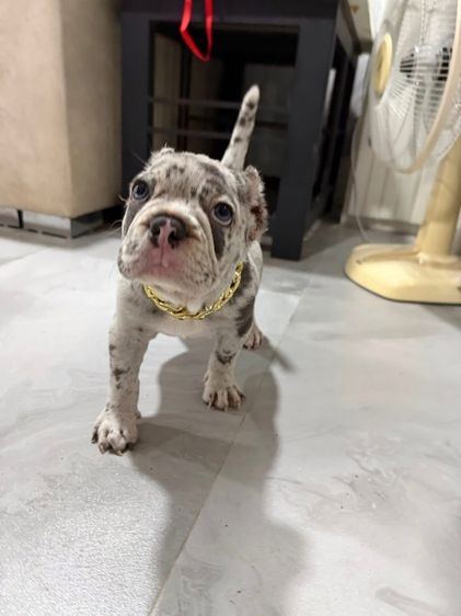 หมา อเมริกันบูลี่ (พ็อคเกต) ผู้ รูปที่ 6