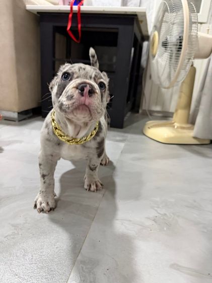 หมา อเมริกันบูลี่ (พ็อคเกต) ผู้ รูปที่ 7