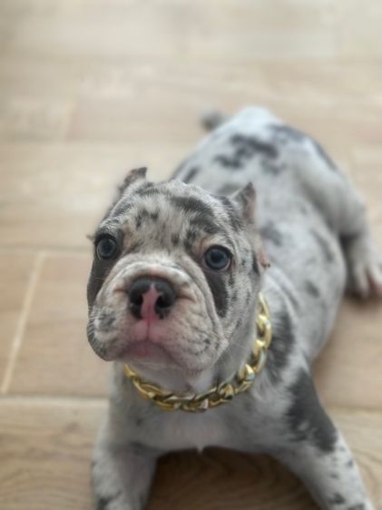 บูลลี่ (Bully) กลาง หมา อเมริกันบูลี่ (พ็อคเกต) ผู้