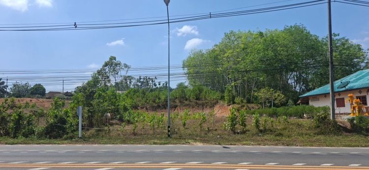 ขายที่ดินทำเลทอง 2 แปลงติดกัน 210 ตรว ต บางลึก เมืองชุมพร ติดถนนใหญ่ เจ้าของขายเอง รูปที่ 4