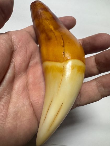 ของเก่าสะสมคนดอยประเทศพม่า รูปที่ 2