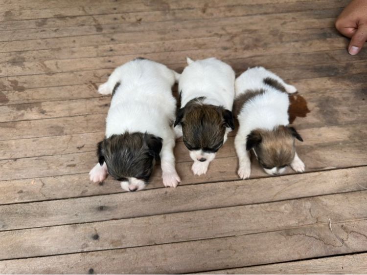 ขายลูกชิวาวาขนยาวพ่อขนยาวแม่ขนยาวตัวผู้สองตัวเมียสี่พันธุ์แท้ไซส์เล็กหน้าสั้นอายุ 35 วัน รูปที่ 11