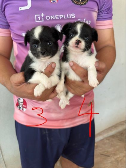 ขายลูกชิวาวาขนยาวพ่อขนยาวแม่ขนยาวตัวผู้สองตัวเมียสี่พันธุ์แท้ไซส์เล็กหน้าสั้นอายุ 35 วัน รูปที่ 14