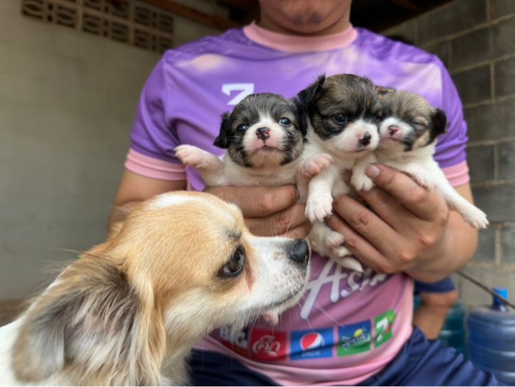 ขายลูกชิวาวาขนยาวพ่อขนยาวแม่ขนยาวตัวผู้สองตัวเมียสี่พันธุ์แท้ไซส์เล็กหน้าสั้นอายุ 35 วัน รูปที่ 9