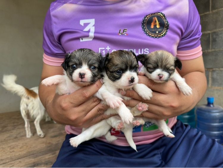 ขายลูกชิวาวาขนยาวพ่อขนยาวแม่ขนยาวตัวผู้สองตัวเมียสี่พันธุ์แท้ไซส์เล็กหน้าสั้นอายุ 35 วัน รูปที่ 8