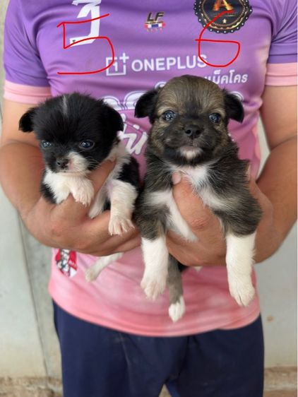 ขายลูกชิวาวาขนยาวพ่อขนยาวแม่ขนยาวตัวผู้สองตัวเมียสี่พันธุ์แท้ไซส์เล็กหน้าสั้นอายุ 35 วัน รูปที่ 2