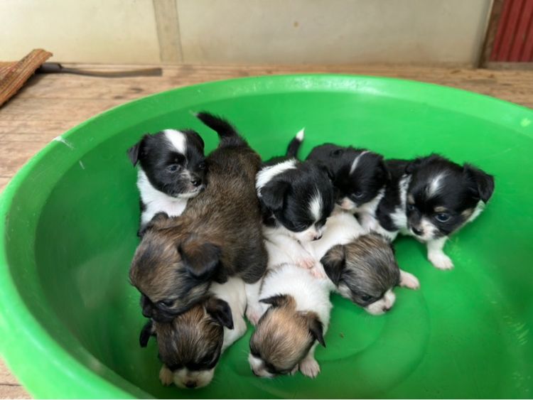 ขายลูกชิวาวาขนยาวพ่อขนยาวแม่ขนยาวตัวผู้สองตัวเมียสี่พันธุ์แท้ไซส์เล็กหน้าสั้นอายุ 35 วัน รูปที่ 4