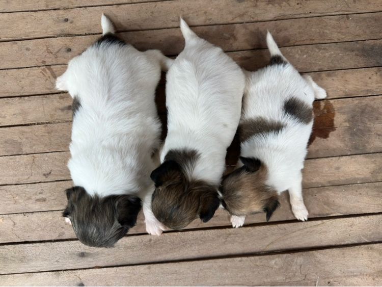 ขายลูกชิวาวาขนยาวพ่อขนยาวแม่ขนยาวตัวผู้สองตัวเมียสี่พันธุ์แท้ไซส์เล็กหน้าสั้นอายุ 35 วัน รูปที่ 12