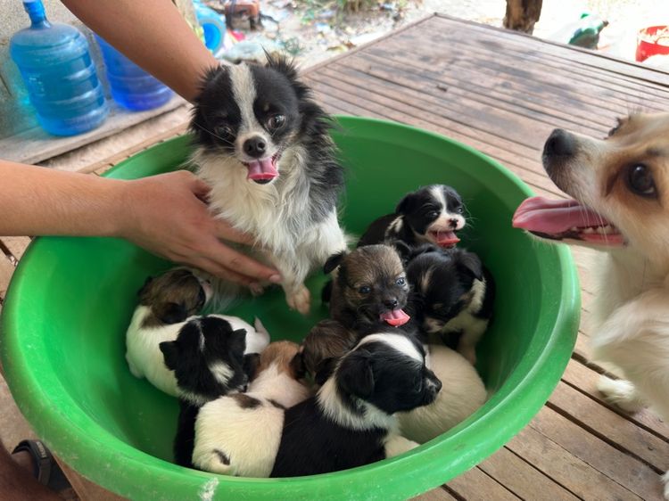 ขายชิวาวาขนยาวไซส์เล็ก  ผู้ 2  เมีย 6 อายุ 1 เดือน รูปที่ 3