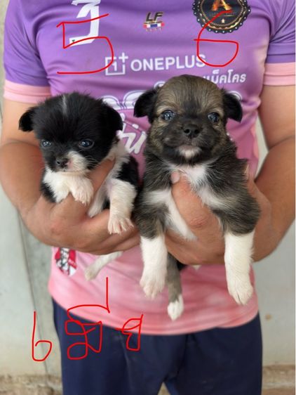 ขายชิวาวาขนยาวไซส์เล็ก  ผู้ 2  เมีย 6 อายุ 1 เดือน รูปที่ 6