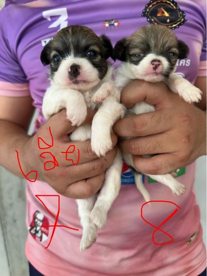 ขายชิวาวาขนยาวไซส์เล็ก  ผู้ 2  เมีย 6 อายุ 1 เดือน รูปที่ 7