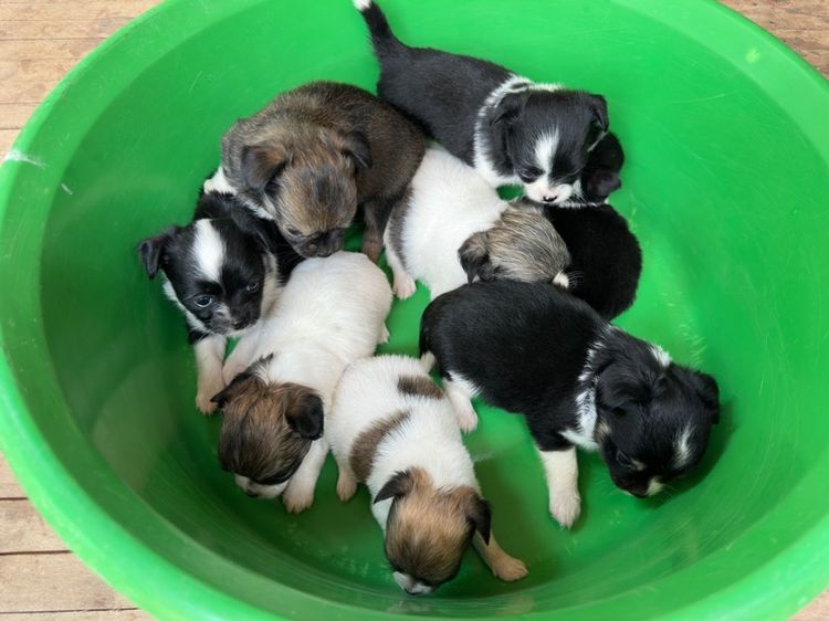 ขายชิวาวาขนยาวไซส์เล็ก  ผู้ 2  เมีย 6 อายุ 1 เดือน รูปที่ 9