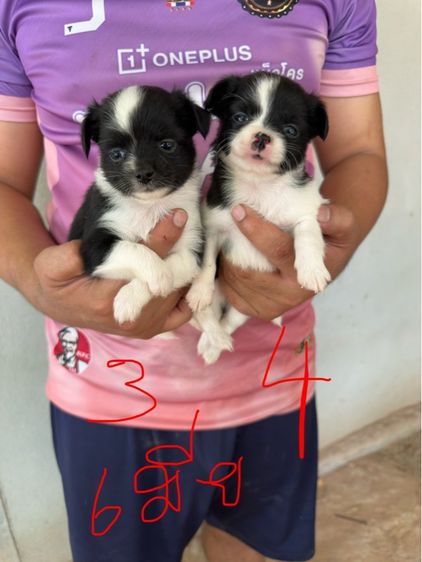 ขายชิวาวาขนยาวไซส์เล็ก  ผู้ 2  เมีย 6 อายุ 1 เดือน รูปที่ 5