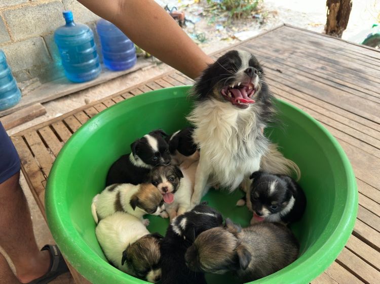 ขายชิวาวาขนยาวไซส์เล็ก  ผู้ 2  เมีย 6 อายุ 1 เดือน รูปที่ 2