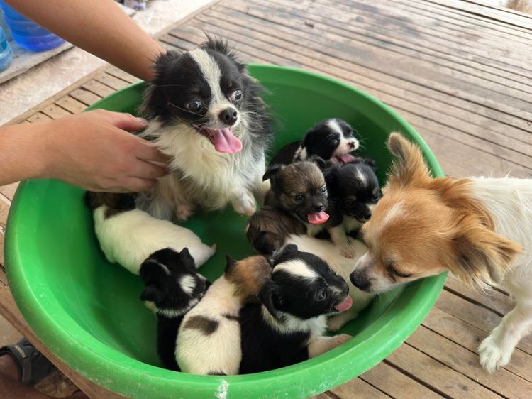 ชิวาวา (Chihuahua) ขายชิวาวาขนยาวไซส์เล็ก  ผู้ 2  เมีย 6 อายุ 1 เดือน